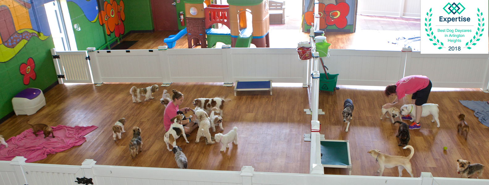 small dog daycare